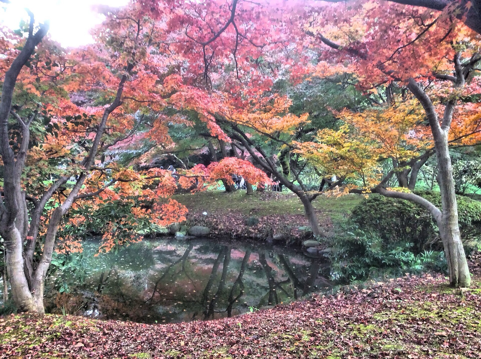 池に映る新宿御苑の紅葉（2016年11月撮影）。写真：nesnad / Wikimedia Commons / CC BY-SA 3.0