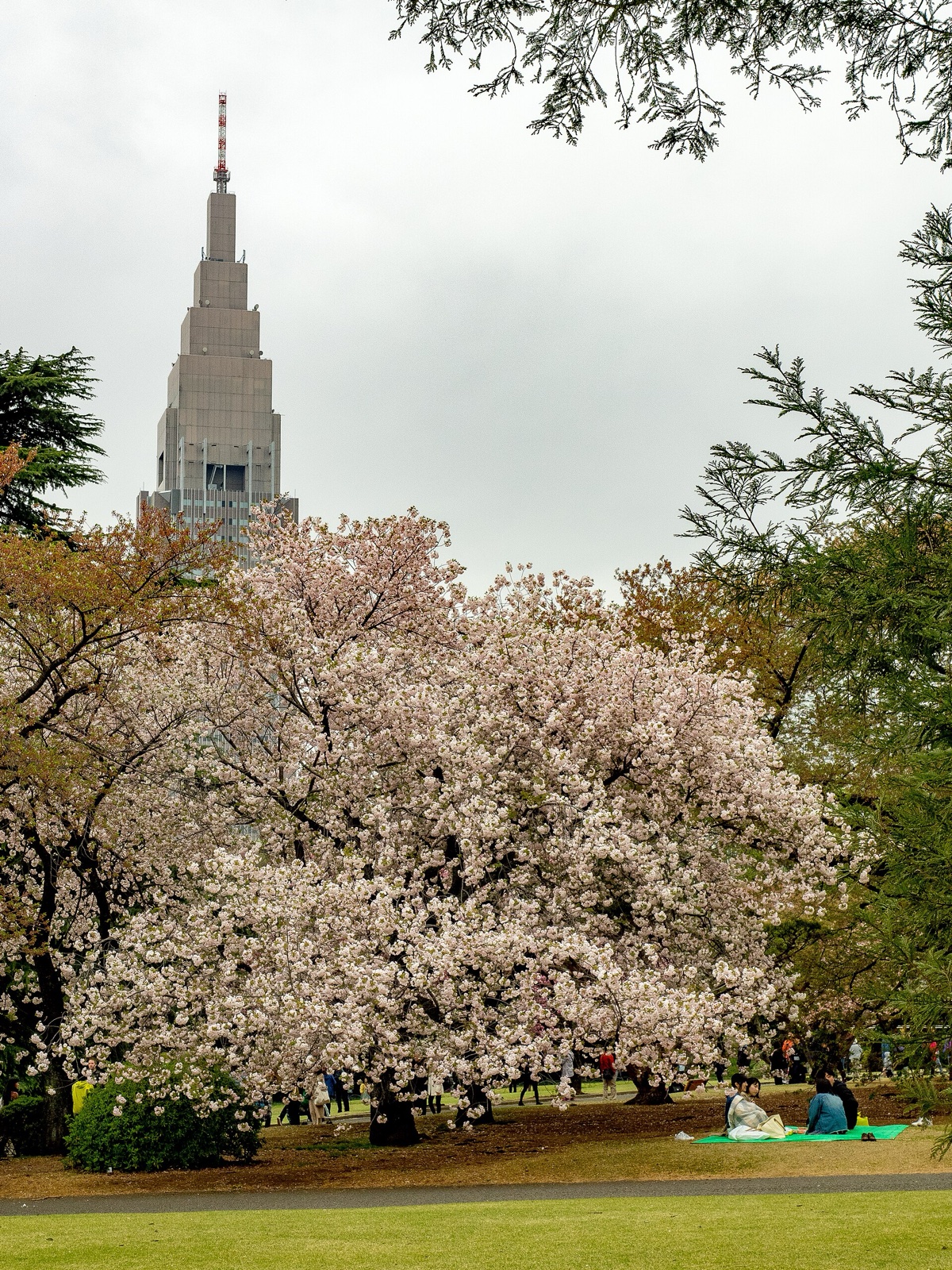 新宿御苑の桜の下でのピクニック（2018年4月撮影）。写真：Ajay Suresh / Wikimedia Commons / CC BY 2.0