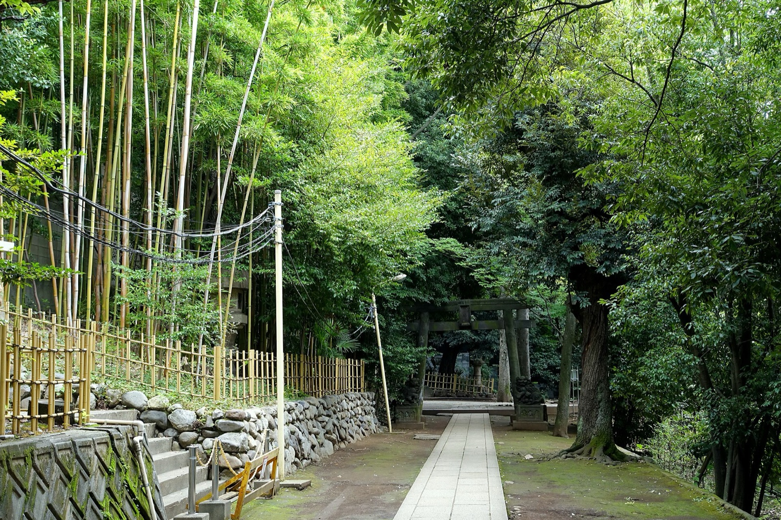 渋谷氷川神社の参道。竹と木立のあいだに石畳が続く（2017年8月12日撮影）。写真：Daderot / Wikimedia Commons / CC0