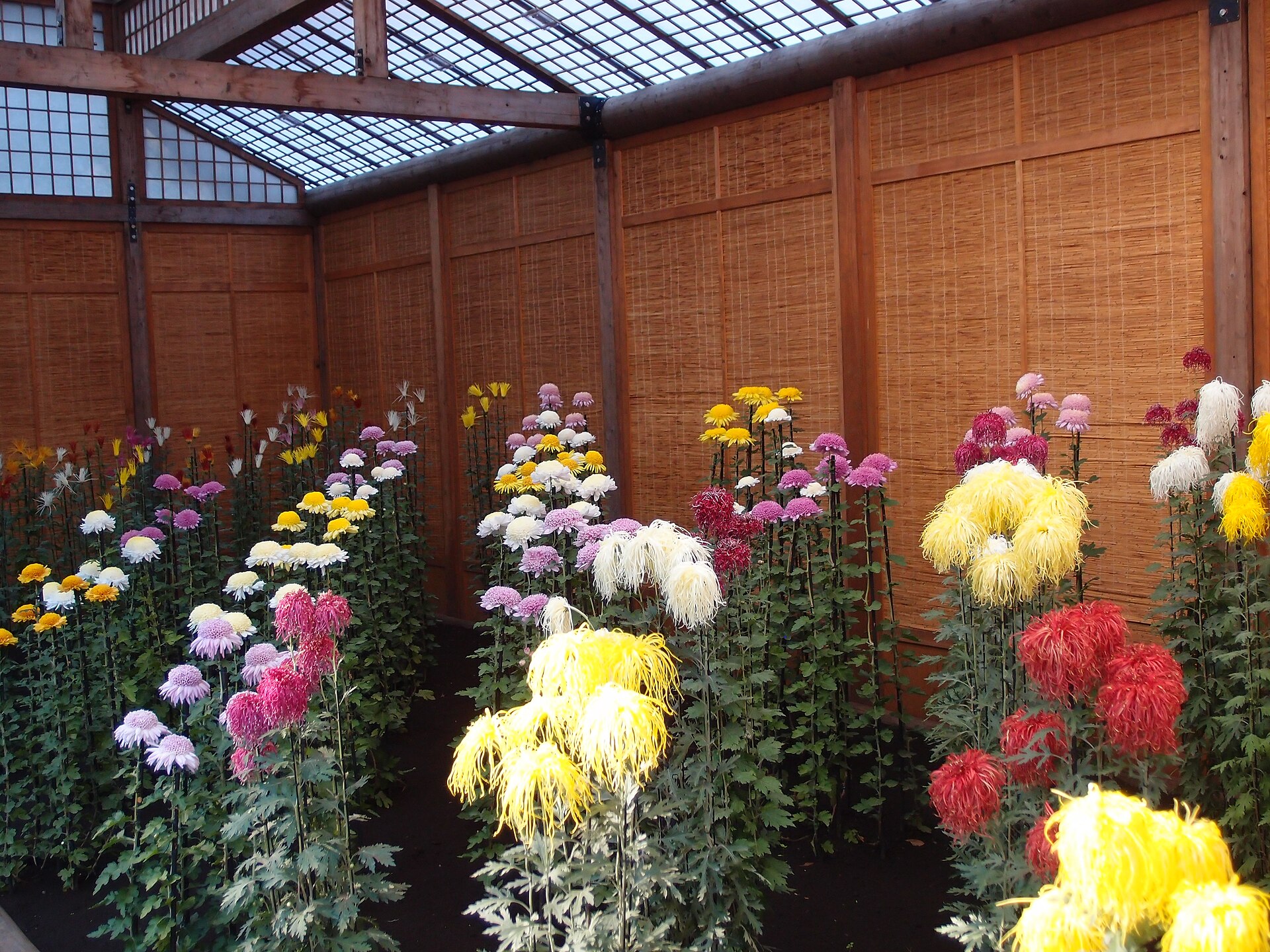 Chrysanthemums of many colours displayed under a reed-screened pavilion at the Shinjuku Gyoen Chrysanthemum Exhibition. Photo: Guilhem Vellut / Wikimedia Commons / CC BY 2.0 (16 November 2013)
