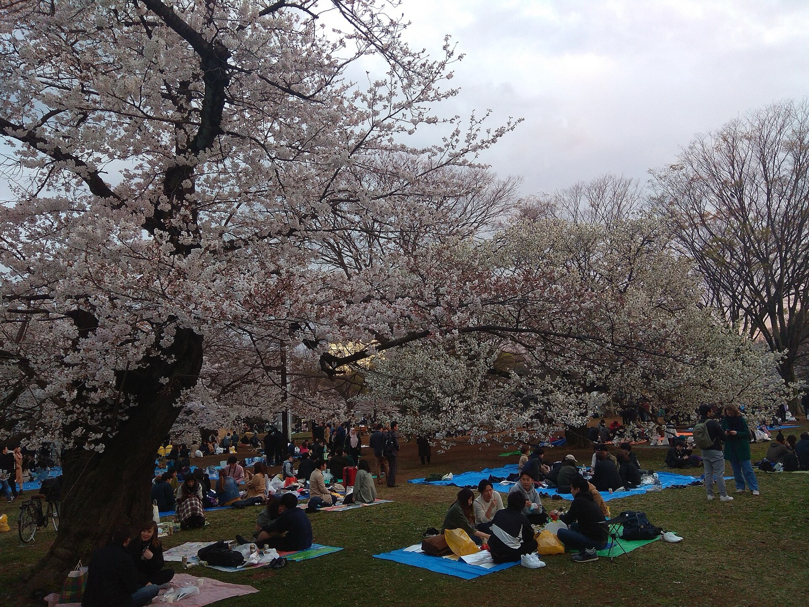 Groups picnic on blue mats under cherry blossoms in Yoyogi Park, Tokyo, at dusk. A typical Tokyo park gathering; not a GCF event. Photo: NMaia / Wikimedia Commons / CC BY-SA 4.0 (31 March 2019)